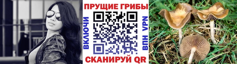 Псилоцибиновые грибы прущие грибы Кандалакша